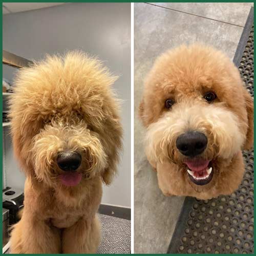 grooming before and after