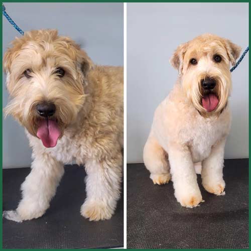 grooming before and after