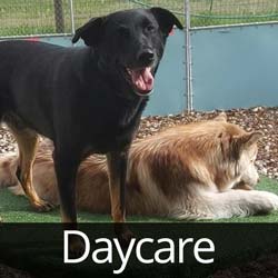 Doggie Daycare