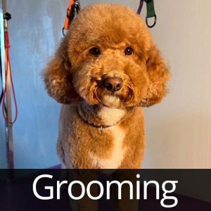 grooming